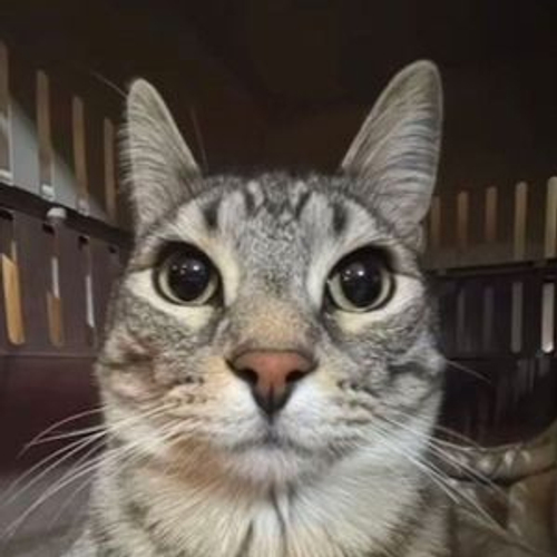 s1nusoid's profile picture