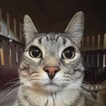 s1nusoid's profile picture